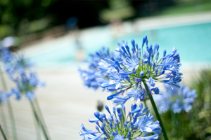 blog-images-woman-blue-flower
